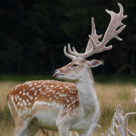 Water Deer, Deer With Antlers, Deer Photography, Deer Wallpaper, Cheetah Print Wallpaper, Deer Pictures, Lily Potter, Fallow Deer, Pretty Animals