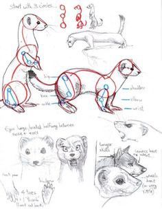 Ferret Art, Animation Practice, Drawing Help, Draw Animals, Nature Sketch, Drawing Animals, Art Help, Animal Study, 캐릭터 드로잉