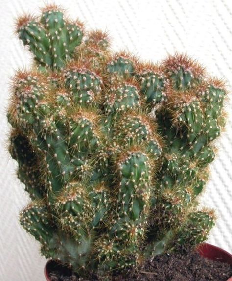 Cactus Identification, Cactus Names, Tanaman Sukulen, Succulent Names, Succulent Species, Cactus Care, Types Of Succulents, Succulent Gardening, Desert Cactus