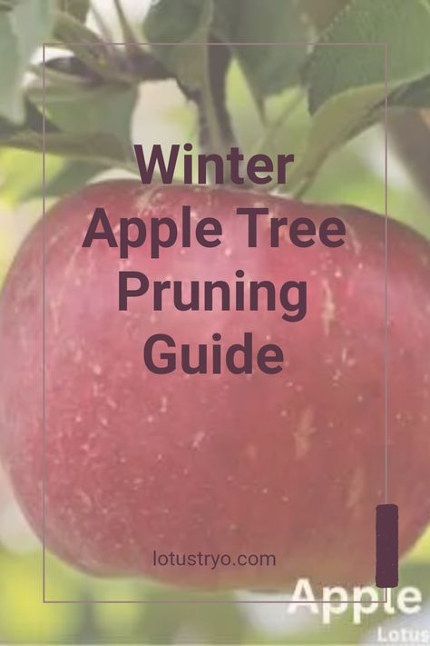 Learn how to prune apple trees in winter to maintain their shape and health. Winter is the best time for apple tree care, including trimming away old, dead, or diseased wood. This process enhances fruit production by allowing light to reach the inner branches. If you're in the UK, follow these simple tips for effective winter pruning. Keep your apple trees robust and fruitful with a few winter pruning techniques, perfect for tree enthusiasts at any level! Apple Tree Pruning, Gold Mop Cypress, Apple Tree Care, Pruning Apple Trees, Trees In Winter, Prune Fruit, Winter In Australia, Pruning Fruit Trees, Garden Fruit