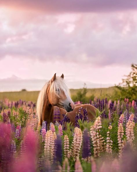 Wildflowers And Wild Horses, Horses Flowers, Horse Field, Horses And Flowers, Horse Photography Poses, Haflinger Horse, Wild Horses Photography, Horse Flowers, Spring Horse