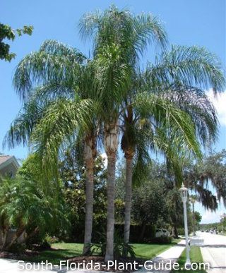 Queen Palm grouping in landscape Queen Palm Landscaping Front Yards, Florida Palm Trees Landscaping, Queen Palm Tree Landscaping, Palm Tree Landscaping, Queen Palm Tree, Washingtonia Palm Landscape, Queen Palm, Florida Gardens, Arica Palm