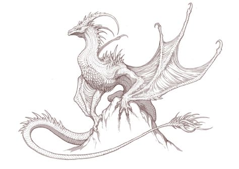 Dragon Poses, Dragon Anatomy, Mythical Creatures Fantasy, Dragon Sketch, Creature Artwork, Photoshop Painting, Monster Concept Art, Dragon Pictures, Fantasy Creatures Art