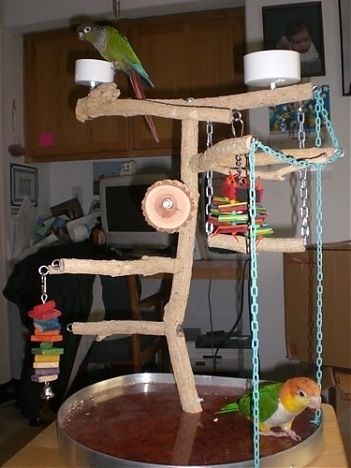 Easy to make bird diy playstand awesome fun parrot play area Bird Play Gym, Homemade Bird Toys, Parrot Play Stand, Best Pet Birds, Diy Bird Cage, Diy Bird Toys, Budgie Toys, Parrot Stand, Parrot Pet