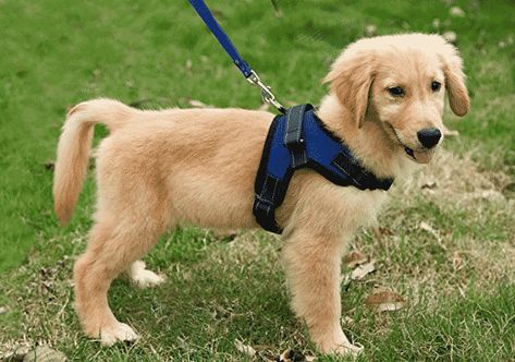 Padded Dog Harness, Therapy Dog Training, Puppy Harness, Golden Retriever Puppies, Therapy Dog, Best Puppies, Dog Backpack, Dog Harnesses, Retriever Puppies