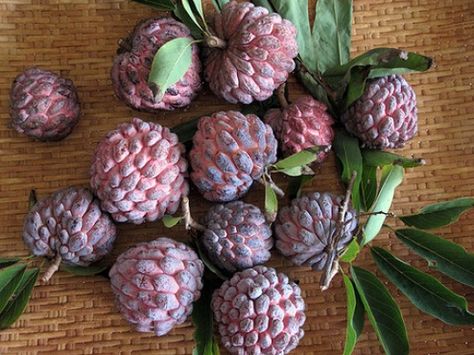 Sugar Apple Fruit, Weird Fruit, Custard Apple, Unique Fruit, Strange Fruit, Sugar Apples, Fruit Seeds, Beautiful Fruits, Exotic Food