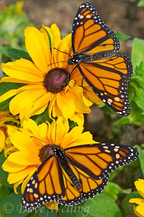 Photo Papillon, Nature Butterfly, Two Butterflies, Beautiful Sunflowers, Flying Flowers, Monarch Butterflies, Sharpie Art, Butterfly Photos, Butterfly Pictures