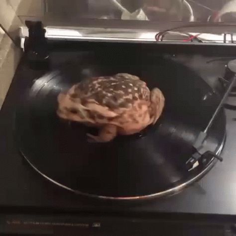 Frog Spinning GIF - Frog Spinning Vinyl - Discover & Share GIFs Tumblr, Nature, Spinning Gif, Summer Songs, Smile Food, Axis Powers, Tyler The Creator, Fruit Art, Fun Style