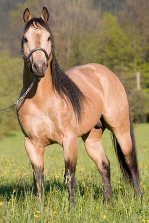 Belgian Horse, Horse Coat Colors, Faster Horses, American Paint Horse, Morgan Horse, Bay Horse, American Paint, Quarter Horses, Horse Dressage