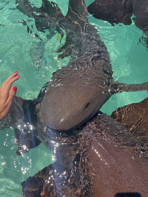 Swim With Sharks Bahamas, Nurse Sharks Bahamas, Swimming With Nurse Sharks, Marine Biology Background, Swimming With Sharks Aesthetic, Nurse Shark Aesthetic, Sea Animal Aesthetic, Bahamas Sharks, Sharks Bahamas