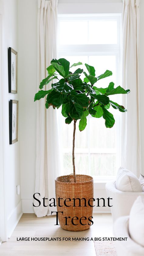 🌿 Elevate Your Home with Statement Trees. Looking to make a bold statement with your houseplants? Statement trees are the way to go! These remarkable plants not only bring nature's beauty indoors but also create an unforgettable impact in your home. Consider the majestic Fiddle Leaf Fig (Ficus lyrata) with its large, lush leaves and elegant presence. It not only adds a touch of sophistication to your space but also improves cognitive function and purifies the air. Large Houseplants, Black Olive Tree, Tall Indoor Plants, Fiddle Leaf Tree, Peacock Plant, Fig Trees, Hedera Helix, Swiss Cheese Plant, Ficus Lyrata