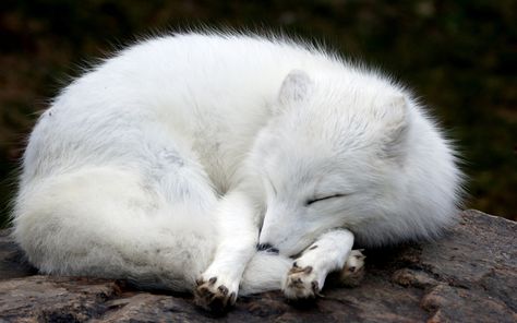 Arctic Fox Wallpaper Albino Animals, Fox Pictures, Pet Fox, Arctic Fox, Wild Dogs, Cute Fox, Animal Wallpaper, White Fox, 귀여운 동물