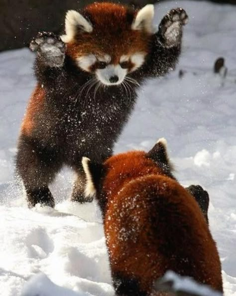 Pandas Playing, Red Pandas, Sugar Glider, Appaloosa, Quarter Horse, Red Panda, Cute Creatures, Animal Tattoos, Sweet Animals