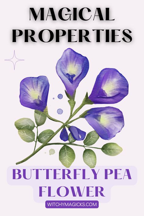 Delve into the magical realm of the butterfly pea flower, native to Southeast Asia, celebrated not only for its stunning beauty but also for its profound spiritual symbolism.  #ButterflyPeaMagic #SpiritualSymbolism #WitchyMagicks Boneset Magical Properties, Butterfly Pea Flower Witchcraft, Butterfly Pea Magical Properties, Blue Lotus Flower Magical Properties, Butterfly Pea Flower Magical Properties, Herb Preservation, Herb Witch, Herbal Education, Butterfly Pea Flower Tea