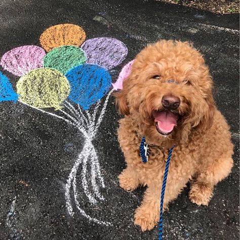 Happy Birthday Golden Doodle, Golden Doodle Photo Shoot, Dog Birthday Quotes, Dog Adoption Party, Dog Birthday Photoshoot, Gotcha Day Dog, Red Goldendoodle, Pic Tips, Happy Gotcha Day