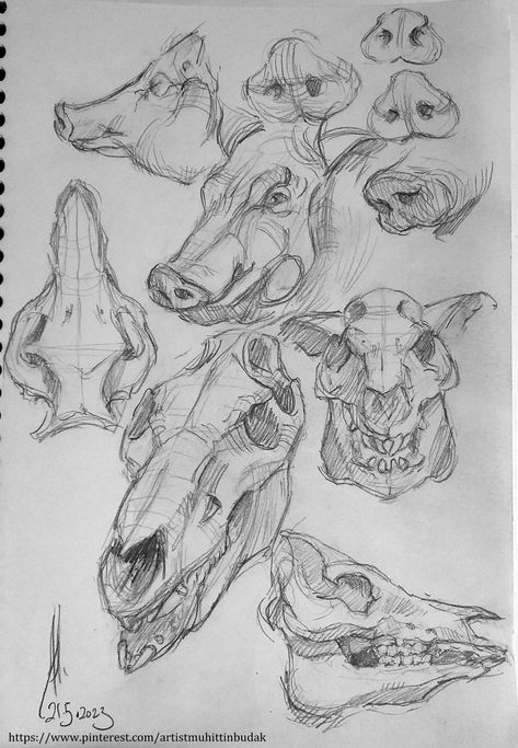 domestic pig head skull, nose anatomy structure Pig Anatomy Drawing, Pig Skull Tattoo, Pig Nose Drawing, Pigs Anatomy, Pig Drawing Reference, Pig Skull Drawing, Pig Drawing Realistic, Pig Side Profile, Pig Head Tattoo