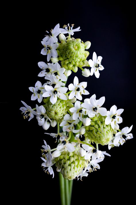 Star Of Bethlehem Flower, Flower Reference, Bethlehem Star, Jasmine Wedding, Flower Close Up, Growing Gardens, Star Of Bethlehem, Flower Photography, Star Flower