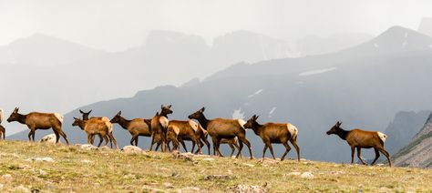 Elk herd in RMNP. [OC][25601707] Elk Herd, Colorado National Parks, Images Of Animals, Animal Photo, Kids Rooms, Quality Images, Photo Inspiration, Elk, High Quality Images