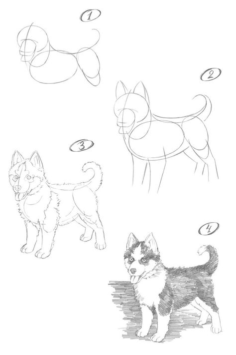 How to draw a husky dog. Step-by-step drawing lesson. Husky Drawing Easy, Dog Reference Drawing, Drawing Husky, Husky Drawing, Dog Reference, Dog Drawing Tutorial, Pencil Drawings For Beginners, Nature Art Drawings, Drawing Lesson