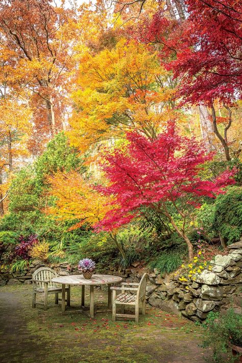 Fall Flowers Garden, Fall Garden Vegetables, Autumn Scenes, Garden Pictures, Colorful Trees, Autumn Scenery, Autumn Garden, Beautiful Tree, Japanese Garden