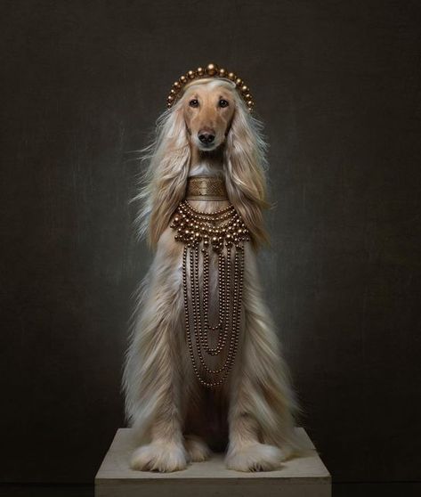 Fine Art Dog Photography, Dogs Photoshoot, Couture Photography, Bizarre Magazine, Animal Dress Up, Beautiful Bizarre, Dog Grooming Salons, Pet Paradise, Zsa Zsa