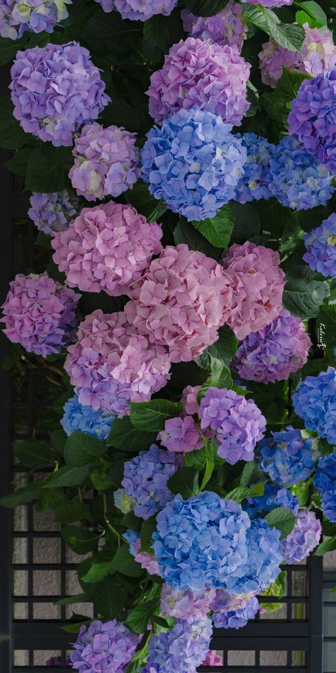 Hydrangea garden