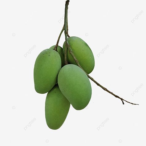 green mango,raw mango,delicious,fruits,summer fruits,mango,fresh,healthy,nutritious,shakilui Mango Png, Mango Clipart, Mango Images, Pickled Mango, Mango Green Tea, Fruits Summer, Mango Collection, Green Mango, Happy Navratri Images