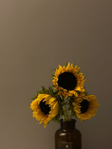 Sunflower Aesthetic, Story Content, Dried Sunflowers, Small Sunflower, Shadow Photography, Floral Border Design, Home Aesthetic, Sunflower Decor, Post Instagram