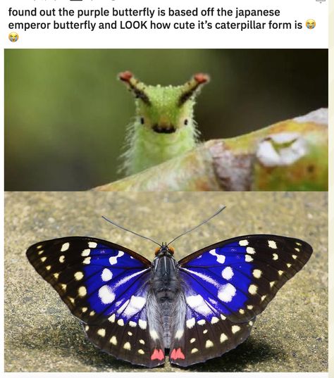 Japanese Emperor Butterfly, Japanese Emperor Caterpillar, Emperor Caterpillar, Emperor Butterfly, Caterpillar Butterfly, Japanese Emperor, Emperor Moth, Speculative Evolution, Bug Boy