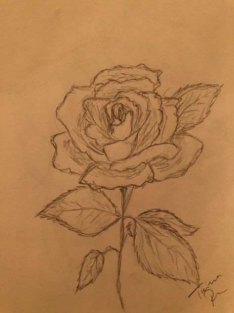 Roses Drawing Sketches, Detailed Rose Drawing, Aesthetic Rose Sketch, Rose Doodle Drawing, Rose Doodle Art, Field Of Roses Drawing, Rose Flower Aesthetic Drawing, Floral Drawing Sketchbooks, Pen Rose Drawing