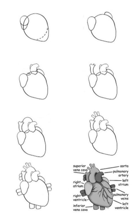 How To Draw A Human Heart Easy, Heart Made Out Of Clay, How To Draw Human Heart, Heart Anatomy Drawing Notes, How To Draw A Heart Organ, How To Draw Organs, Anatomy Heart Drawing, How To Draw A Heart, Heart Diagram Drawing