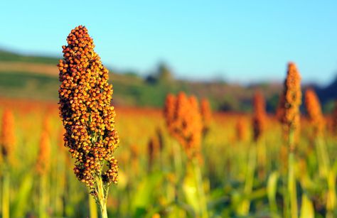 Growing Grains, Agriculture Pictures, Nutrition Topics, Sorghum Syrup, Cane Syrup, Frugal Gardening, Diet Changes, Sorghum Flour, Most Nutritious Foods