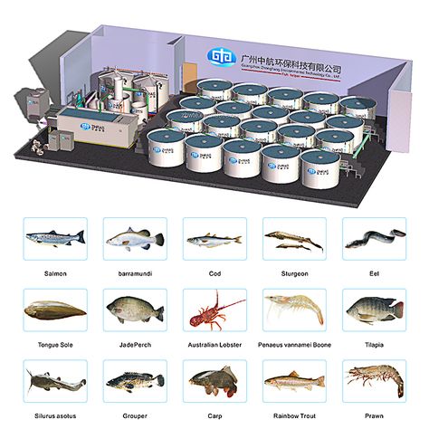 Indoor Fish Farm, Ras System, Tilapia Fish Farming, Shrimp Farming, Aquaponics Greenhouse, Pond Aerator, Fish Farm, Aquaponics Fish, Aqua Culture