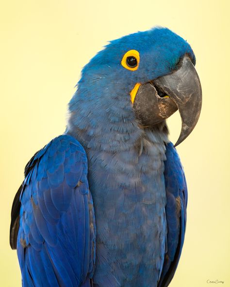 Macaw Photography, Hyacinth Macaw, Blue Hyacinth, Blue Parrot, Parrot Pet, Blue Macaw, Macaw Parrot, Bird Theme, Biker Life