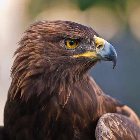 Golden Eagle Photography, Golden Eagle Wings, Golden Eagle Art, Eagle Photography, Animal Characteristics, Wedge Tailed Eagle, Hawk Eagle, Eagle Drawing, Eagle Images