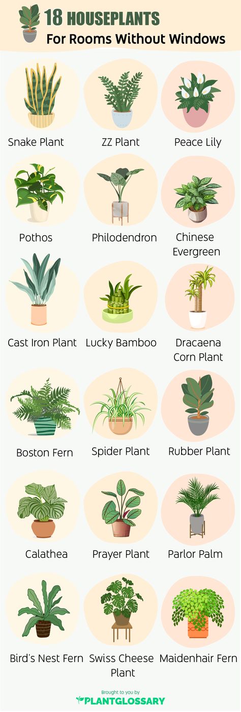 Plants For Room Without Windows Peace Lilies Indoor, Best House Plants For Air Quality, Peaceful Room Decor, Which Plant Is Good For Bedroom, House Plants Beginner, Rooms Without Windows, House Plants That Don’t Need Much Light, Plants That Don’t Require Sunlight, Inside House Plants