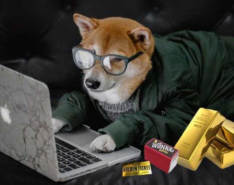 Menswear Dog, Japanese Dogs, Cute Animal Memes, Shiba Inu Dog, Loyal Dogs, One Photo, Cartoon Memes, Cute Cats And Dogs, Baby Dogs