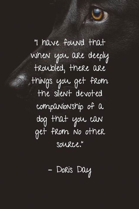 Watching Your Dog Grow Old Quotes, The Black Dog Quotes, Dog Companion Quotes, Protective Dog Quotes, Loving A Dog Quotes, Dog Healing Quotes, Beautiful Dog Quotes, Dogs Are Better Than People Quotes, To My Dog Quotes