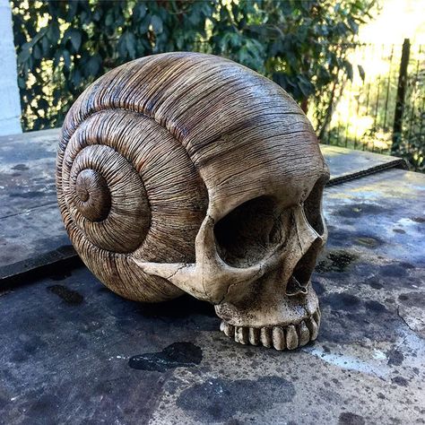 Shell Sculpture, Snail Shell, Human Skull, Bone Carving, 영감을 주는 캐릭터, Skull And Bones, Pics Art, Funny Pics, Skull Art