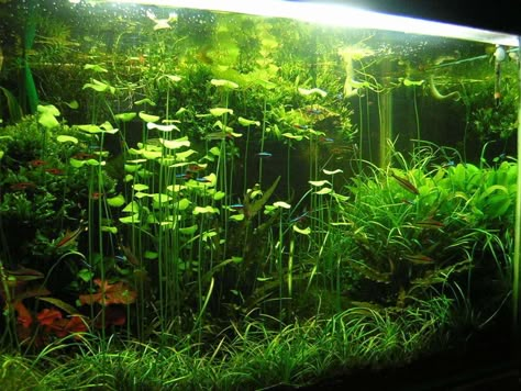 Freshwater Plants, Fish Tank Themes, Freshwater Aquarium Plants, Amazing Aquariums, Fish Tank Terrarium, Tropical Fish Tanks, Aquascape Design, Tropical Fish Aquarium, Tropical Freshwater Fish