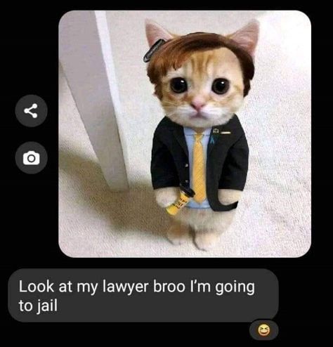 Look At My Lawyer, Better Call Saul Breaking Bad, Bad Humor, Bad Memes, Memes Of The Day, Cute Posts, Cat Club, Better Call Saul, Funniest Memes