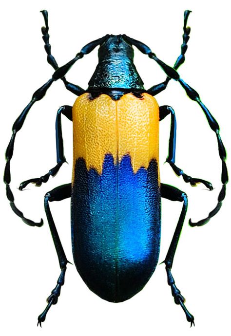 Colorful Bugs Insects, Entomology Photography, Beetle Photography, Beetle Reference Photo, Colorful Beetles, Click Beetle, Colourful Insects Beautiful Bugs, Colorful Bugs, Colorful Insects