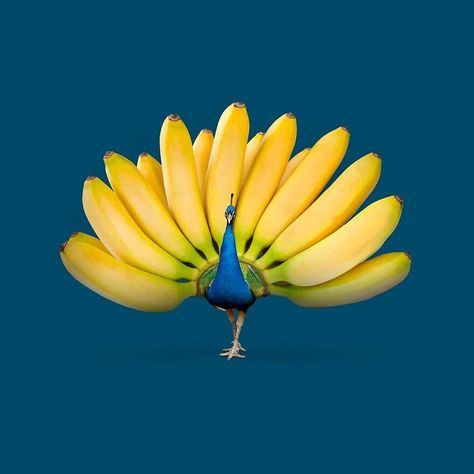 Creative Comments, Animal Mashups, Fruits Decoration, Collage Kunst, Banana Art, Surrealism Photography, Foto Art, Creative Ads, Ads Creative