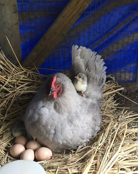 Lavender Orpington Breed Care Guide - Know Your Chickens Lavender Americana Chicken, Lavender Orpington Chickens Eggs, Lavendar Orpington Chickens, Lavender Chicken Breed, Orpington Chicken Colors, Lavender Orpington Chickens, Lavender Orpington, Buff Orpingtons, Cluckingham Palace