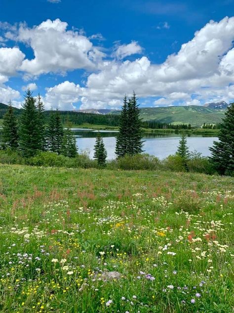 Flower Field Reference, Landscape Reference Photos For Artists, Landscape Reference Photos, Grassy Hill, Serene Garden, Reference Photos For Artists, Field Landscape, Grass Valley, Field Of Flowers