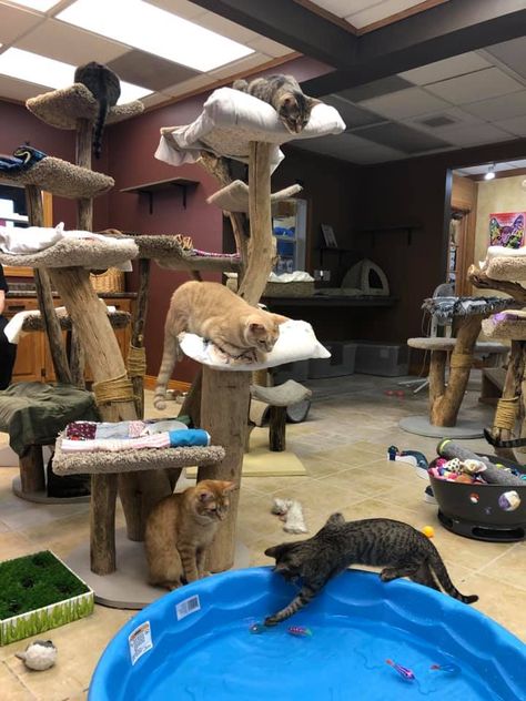 Cat Shelter Aesthetic, Barn Cat Shelter, Dog Shelter Ideas, Cat Shelters, Cat Playground Outdoor, Cat Patio, Cat Tree House, Cat Hotel, Outdoor Cat Enclosure