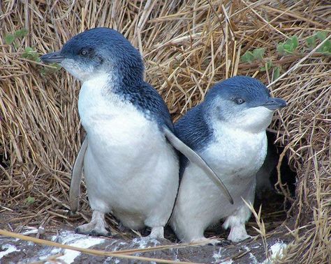 Fairy Penguin, Little Blue Penguin, Cute Australian Animals, Types Of Penguins, Nz Birds, Penguin Species, Blue Penguin, White Birds, Penguin Love