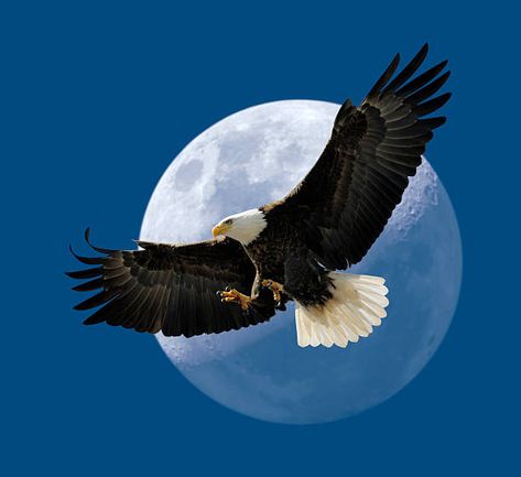 31 American Bald Eagle Moon Flight Stock Photos, Pictures & Royalty-Free Images - iStock Bald Eagle Flying, Aigle Royal, Africa Art Design, Eagle Flying, Eagle Images, Eagle In Flight, Hawaii Wall Art, Nice Life, American Flag Wallpaper