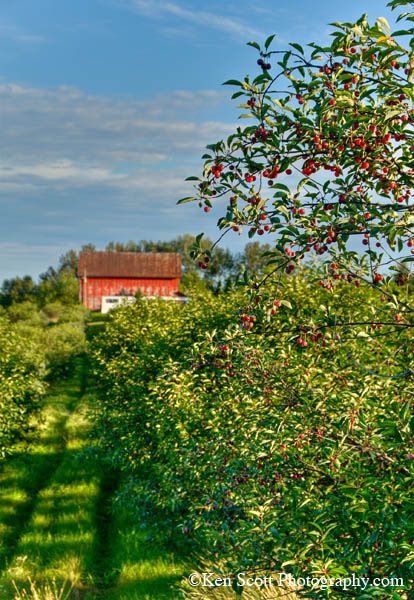 Omena Organics cherry farm, Leelanau, MI Cherry Farm, Tart Cherries, Michigan Adventures, Cherry Orchard, Wine Vineyards, Barn Painting, Lake Huron, Natural Foods, Reference Pictures