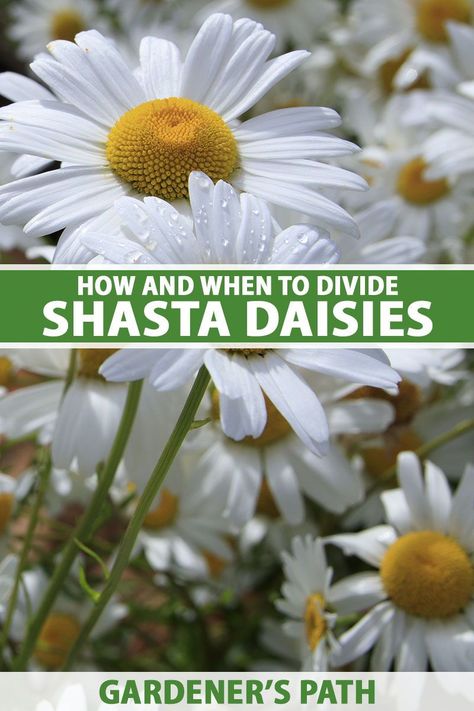 Shasta daisies are sun-loving summer perennials that are easy to cultivate in moderately rich, well-draining soil. In order to keep plants healthy, it is essential to divide them periodically. Read on and learn when and how to divide Shasta daisies now on Gardener’s Path. #shastadaisies #gardening #gardenerspath Replant, Summer Perennials, Shasta Daisy, Shasta Daisies, Garden Organization, Hardiness Zones, Flower Farmer, Summer To Fall, Garden Pests